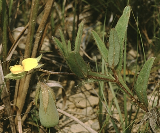 {Crotalaria sagittalis}